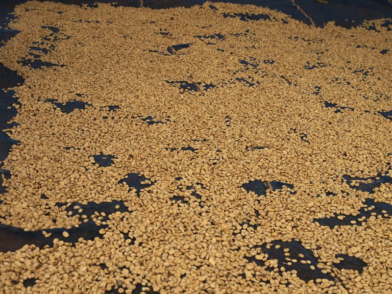 Bolaven Plateau, Coffee